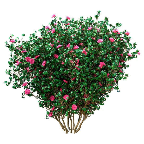 Rendering Blooming Camellia Bush Isolated White Background — Stock Photo, Image