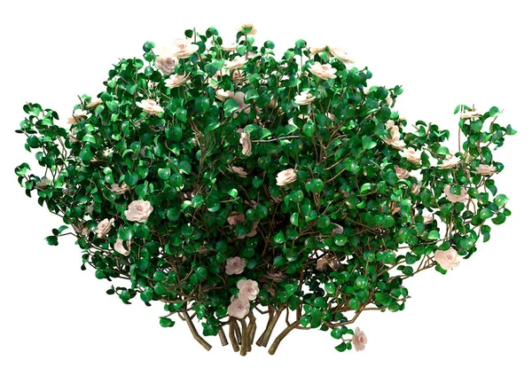 Återgivning Blommande Camellia Buske Isolerad Vit Bakgrund — Stockfoto