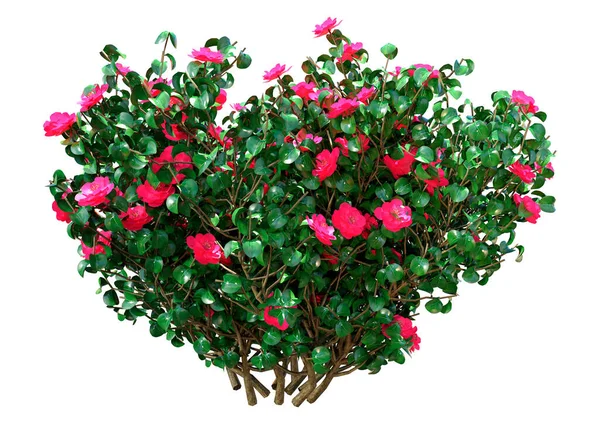 Weergave Van Een Bloeiende Camellia Struik Geïsoleerd Witte Achtergrond — Stockfoto