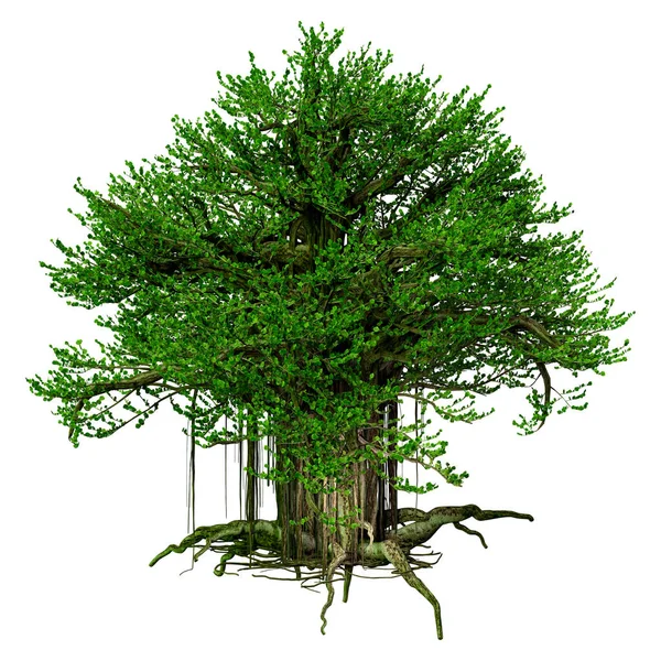 Rendering Banyan Tree Isolerad Vit Bakgrund — Stockfoto