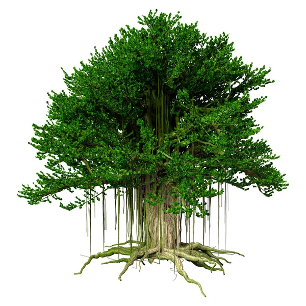 Τρισδιάστατη Απεικόνιση Του Ένα Δέντρο Banyan Που Απομονώνονται Λευκό Φόντο — Φωτογραφία Αρχείου