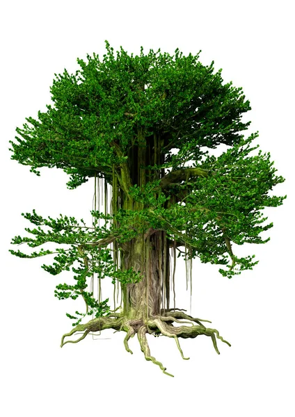 Vykreslování Banyan Tree Izolovaných Bílém Pozadí — Stock fotografie