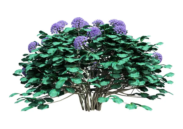 Återgivning Blommande Hortensia Buske Isolerad Vit Bakgrund — Stockfoto
