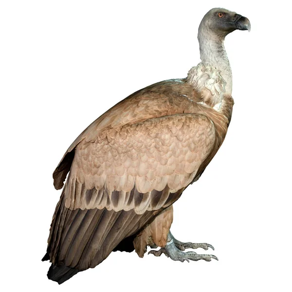 Redare Unei Păsări Vultur Izolată Fundal Alb — Fotografie, imagine de stoc