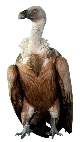 Återgivning Gam Fågel Isolerad Vit Bakgrund — Stockfoto