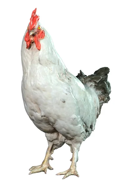 白い背景に隔離された白い鶏の3Dレンダリング — ストック写真