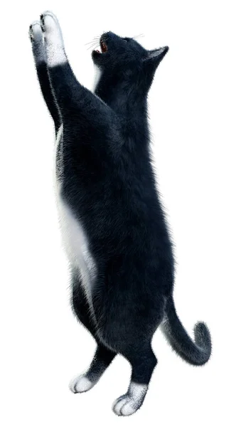 Renderelés Egy Fekete Hazai Macska Elszigetelt Fehér Háttér — Stock Fotó