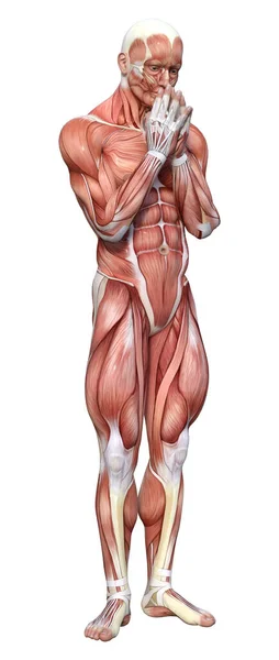 Representación Una Figura Masculina Con Mapas Musculares Aislados Sobre Fondo —  Fotos de Stock