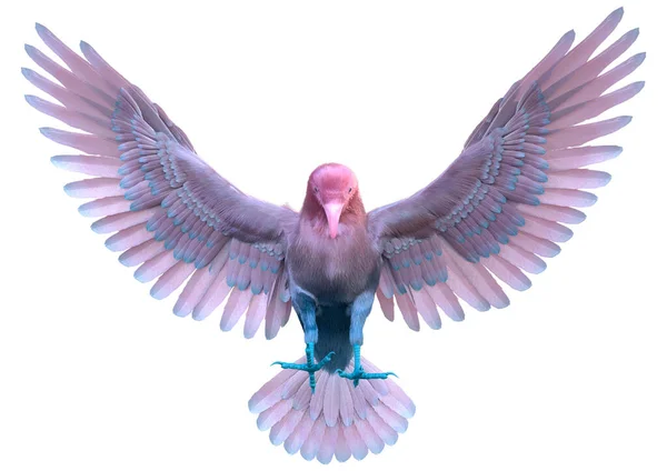 在白色背景上隔离的粉红色乌鸦的3D渲染 — 图库照片