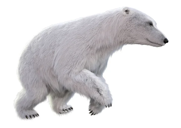 Darstellung Eines Eisbären Isoliert Auf Weißem Hintergrund — Stockfoto