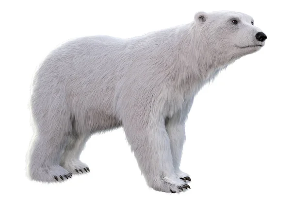 Renderização Urso Polar Isolado Fundo Branco — Fotografia de Stock