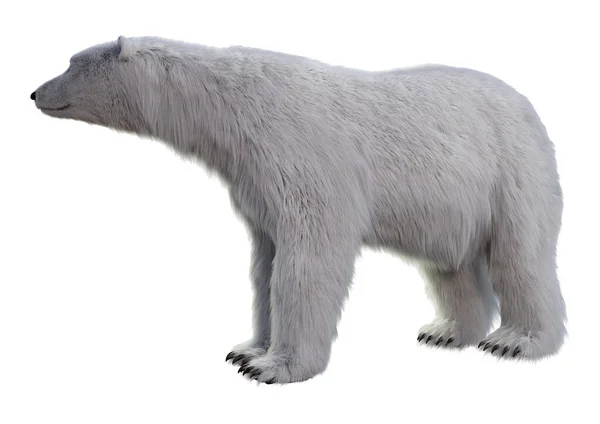북극곰 배경에 고립의 렌더링 — 스톡 사진