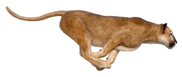 Weergave Van Een Grote Kat Puma Geïsoleerd Witte Achtergrond — Stockfoto