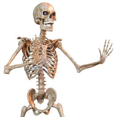 Beyaz arkaplanda izole edilmiş bir insan iskeletinin 3 boyutlu görüntülenmesi