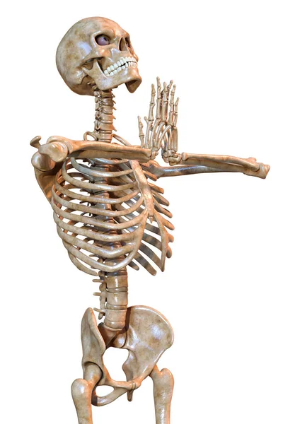 Rendering Human Skeleton Isolated White Background — Stock Photo, Image
