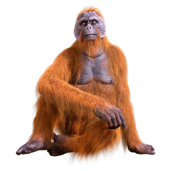 Vykreslení Orangutanské Opice Izolované Bílém Pozadí — Stock fotografie