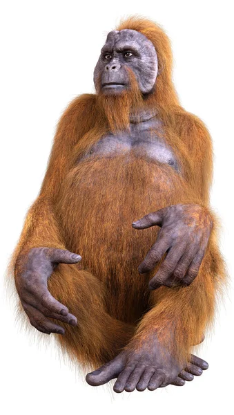 Vykreslení Orangutanské Opice Izolované Bílém Pozadí — Stock fotografie