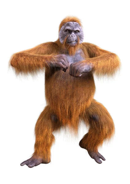 Beyaz Arkaplanda Izole Edilmiş Bir Orangutan Maymunun Boyutlu Canlandırması — Stok fotoğraf
