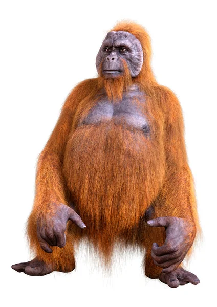 在白色背景下隔离的猩猩猿的3D渲染 — 图库照片