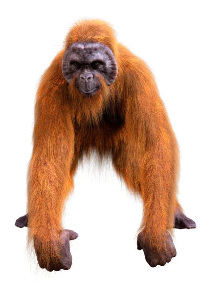 Απόδοση Ενός Ουραγκοτάγκου Πίθηκου Που Απομονώνεται Λευκό Φόντο — Φωτογραφία Αρχείου