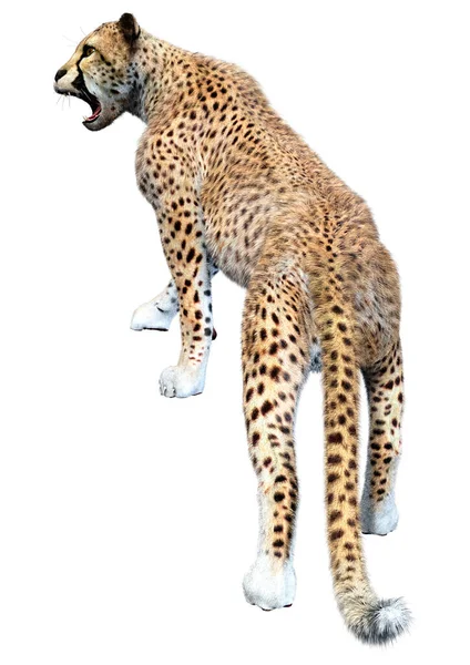 Rendering Van Een Grote Kat Cheeta Geïsoleerd Witte Achtergrond — Stockfoto