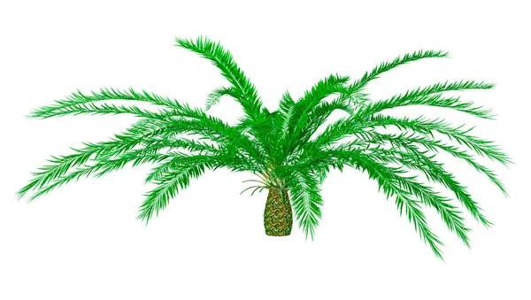Візуалізація Зеленого Encephalartos Woodii Cycad Ізольовано Білому Тлі — стокове фото