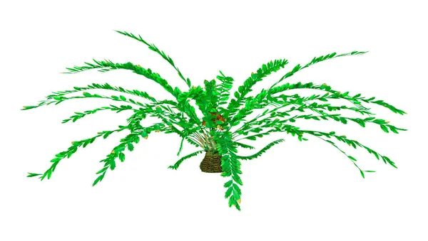 Vykreslení Zeleného Cykloadu Encephalartos Ferox Izolovaného Bílém Pozadí — Stock fotografie