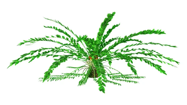 Rendering Eines Grünen Encephalartos Ferox Cycad Isoliert Auf Weißem Hintergrund — Stockfoto