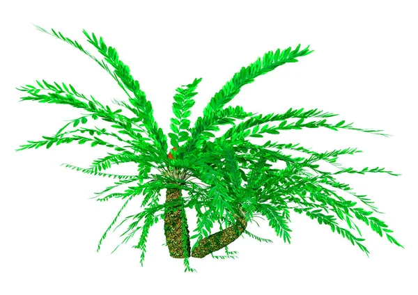 Vykreslení Zeleného Cykloadu Encephalartos Ferox Izolovaného Bílém Pozadí — Stock fotografie