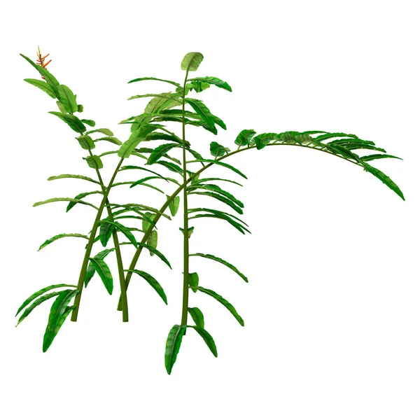 Рендеринг Растения Heliconia Longiflora Белом Фоне — стоковое фото