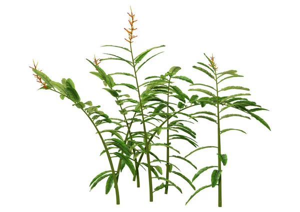 Рендеринг Растения Heliconia Longiflora Белом Фоне — стоковое фото