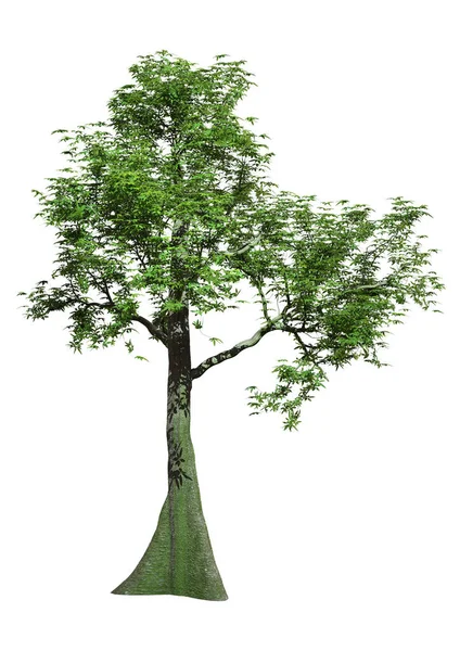 Weergave Van Een Tropische Regenwoudboom Geïsoleerd Witte Achtergrond — Stockfoto