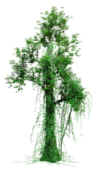 Weergave Van Een Tropische Regenwoudboom Geïsoleerd Witte Achtergrond — Stockfoto