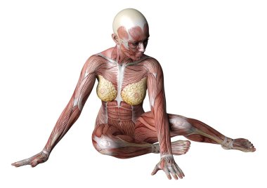 Beyaz arka planda izole edilmiş kas haritaları olan üç boyutlu bir kadın figürü