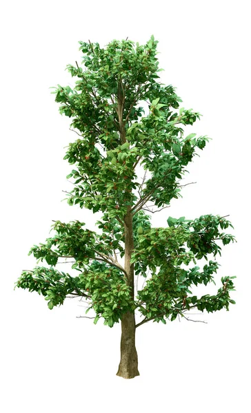 基于白色背景的绿色美洲荷利树或爱立克树的3D渲染 — 图库照片