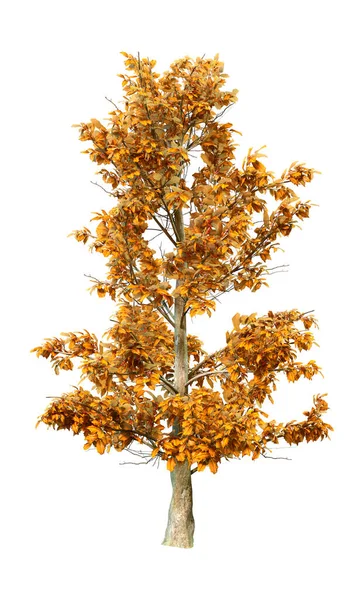 Representación Árbol American Holly Color Amarillento Aislado Sobre Fondo Blanco — Foto de Stock