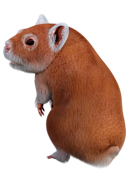 Beyaz Arka Planda Izole Edilmiş Kahverengi Bir Hamsterın Boyutlu Görüntüsü — Stok fotoğraf
