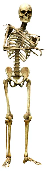 Рендеринг Человеческого Скелета Белом Фоне — стоковое фото