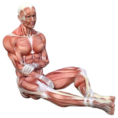Beyaz arka planda izole edilmiş kas haritaları olan bir erkek figürünün 3 boyutlu görüntülenmesi