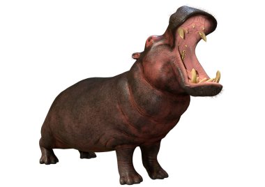 Beyaz arka planda izole edilmiş 3 boyutlu bir su aygırı görüntüsü