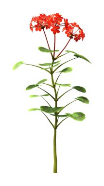 Beyaz arka planda izole edilmiş, çiçek açan sardunya bitkisinin 3 boyutlu görüntülenmesi