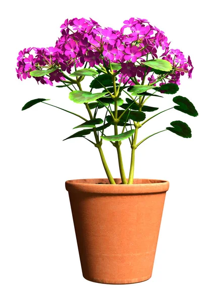 Rendering Einer Blühenden Geranienpflanze Isoliert Auf Weißem Hintergrund — Stockfoto