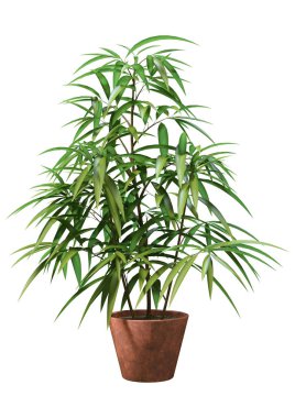 Beyaz arkaplanda 3 boyutlu bir incir ya da Ficus maclellandii ya da muz yaprağı inciri görüntüsü