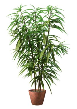 Beyaz arkaplanda 3 boyutlu bir incir ya da Ficus maclellandii ya da muz yaprağı inciri görüntüsü