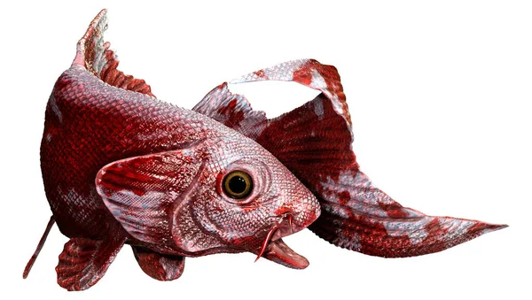 Візуалізація Червоної Риби Ізольовано Білому Тлі — стокове фото