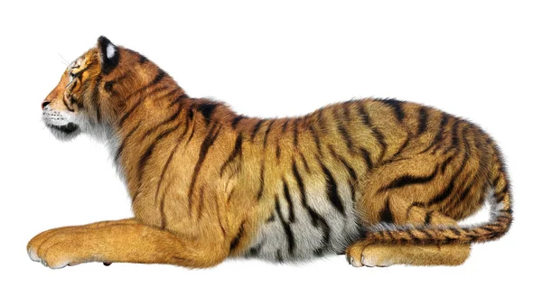 Representación Tigre Gato Grande Aislado Sobre Fondo Blanco —  Fotos de Stock