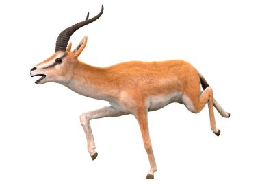 Beyaz arkaplanda 3 boyutlu bir ceylan ya da Nanger granti görüntüsü izole edildi