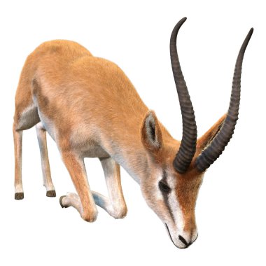 Beyaz arkaplanda 3 boyutlu bir ceylan ya da Nanger granti görüntüsü izole edildi