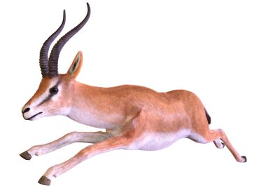 Beyaz arkaplanda 3 boyutlu bir ceylan ya da Nanger granti görüntüsü izole edildi