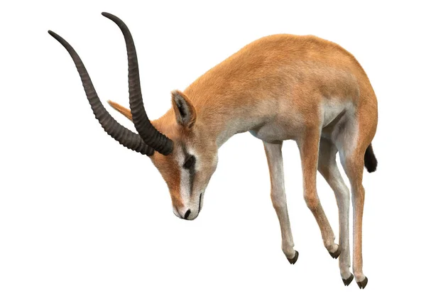 Weergave Van Een Grants Gazelle Nanger Granti Geïsoleerd Witte Achtergrond — Stockfoto